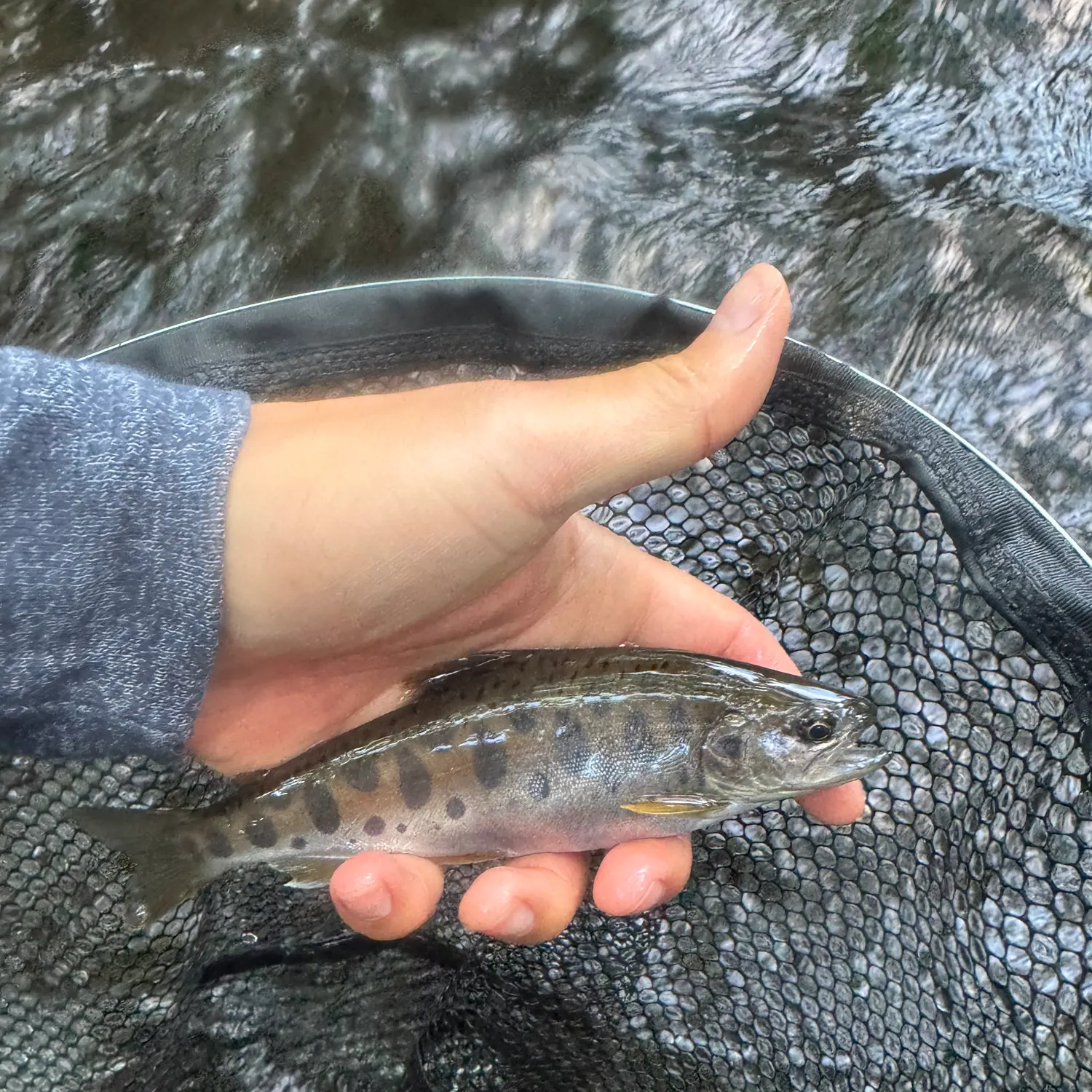 The most recent Cherry salmon catches on Fishbrain