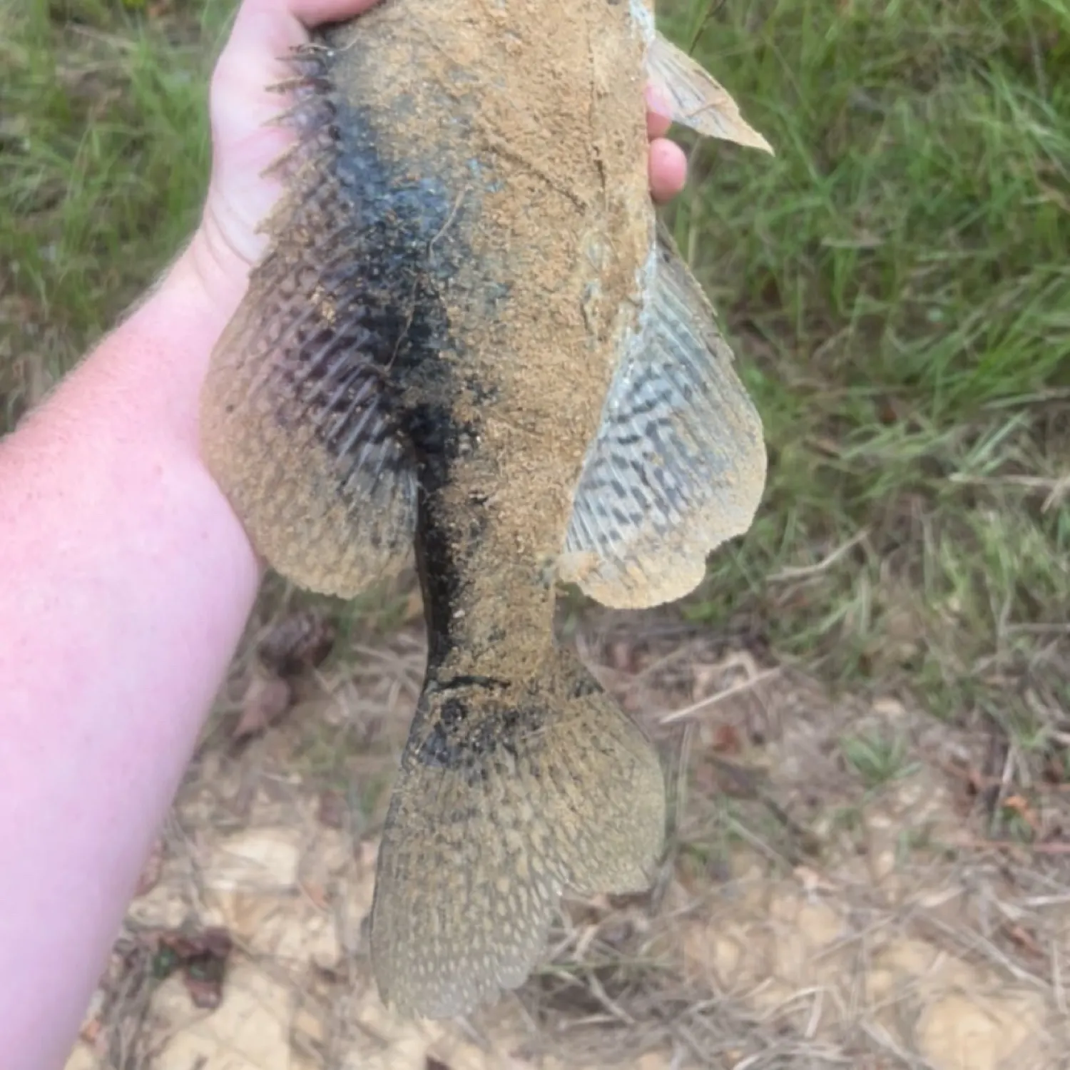 angler catch