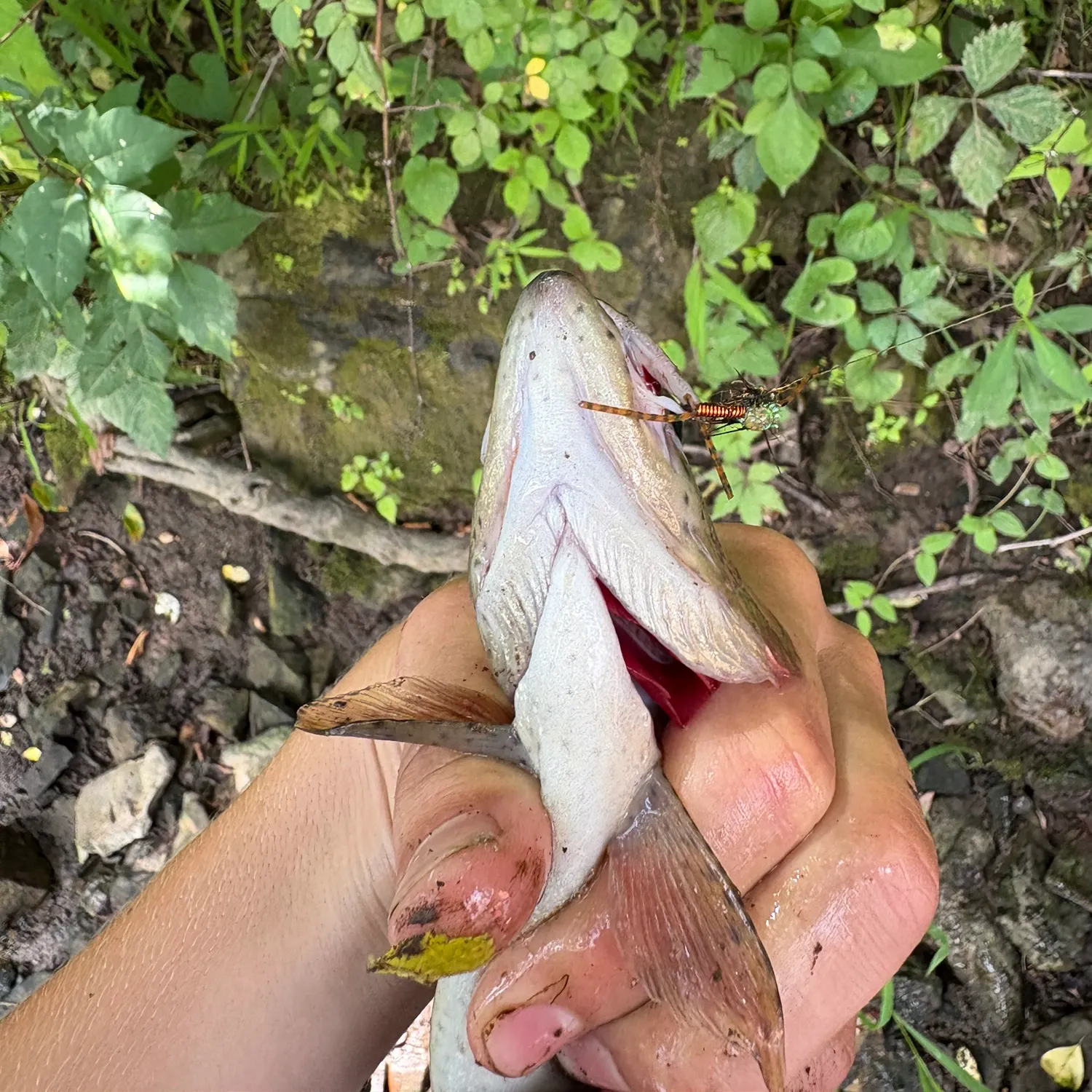 catch