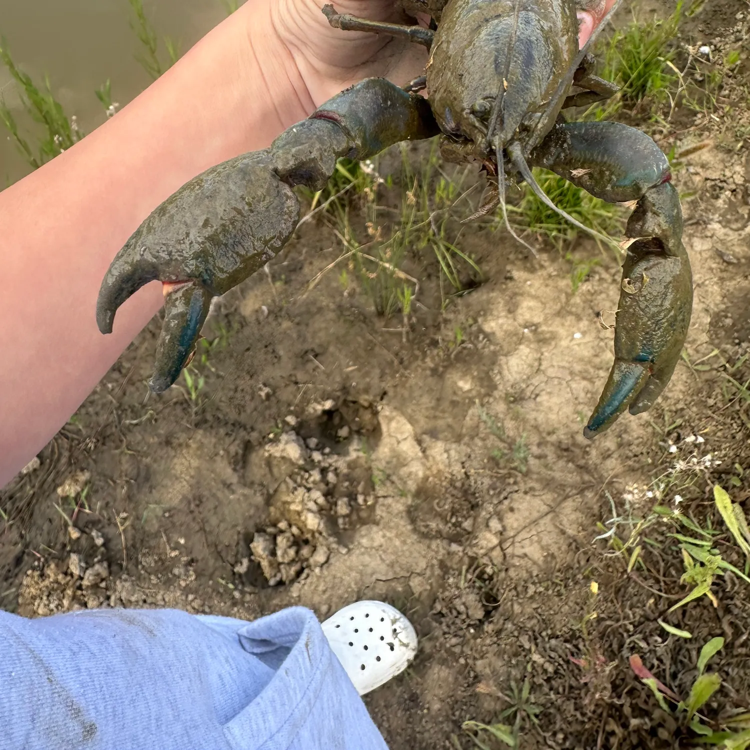 The most recent Common yabby catches on Fishbrain
