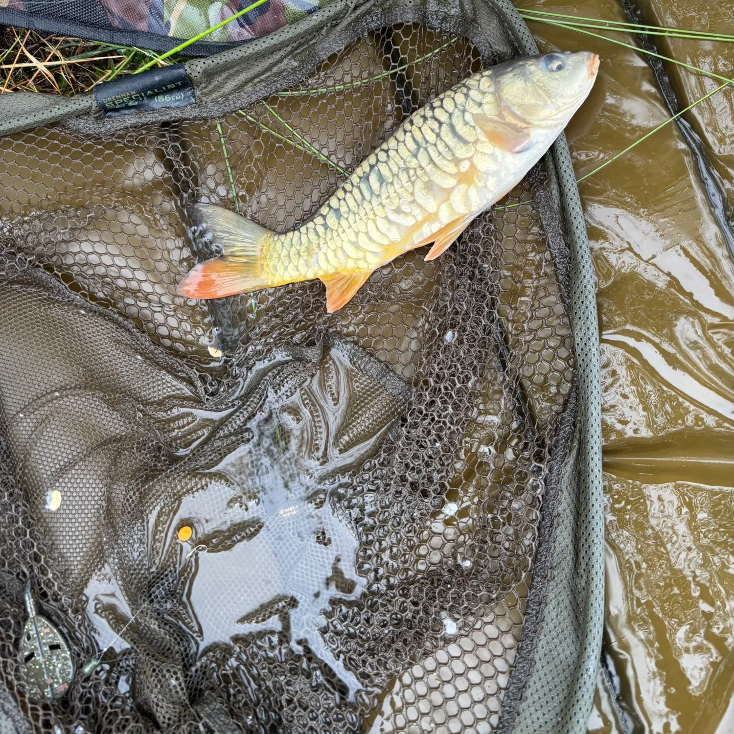 Mirror carp caught on Fishbrain