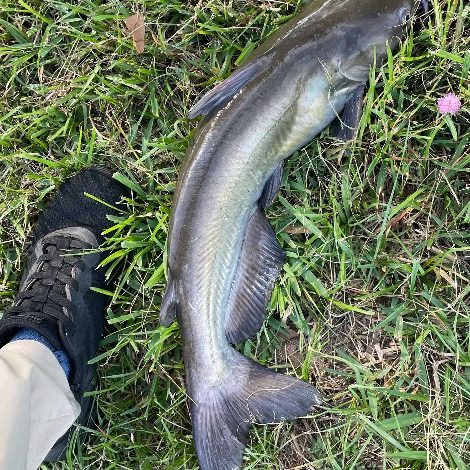 Channel catfish caught on Fishbrain