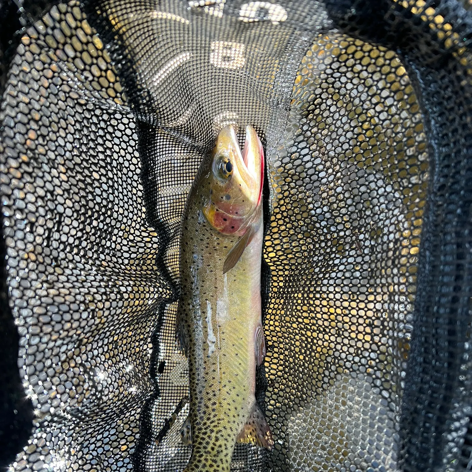 The most recent Rio Grande cutthroat trout catches on Fishbrain