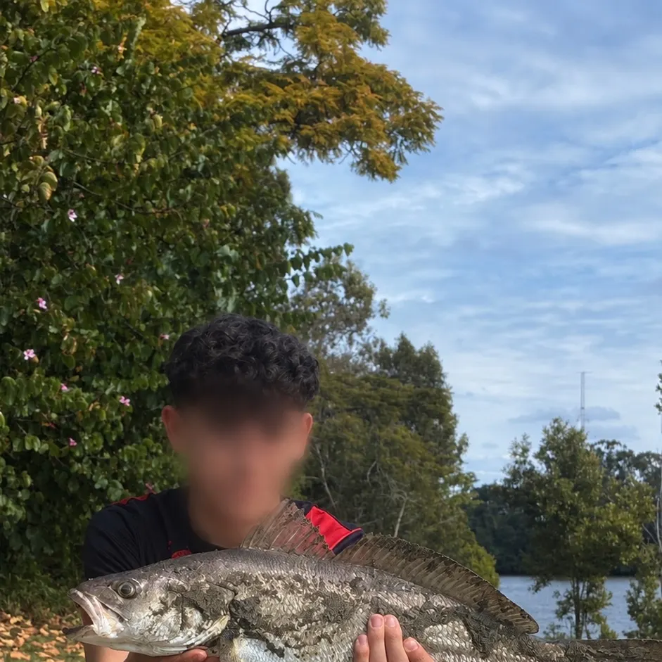 The most recent Japanese meagre catches on Fishbrain