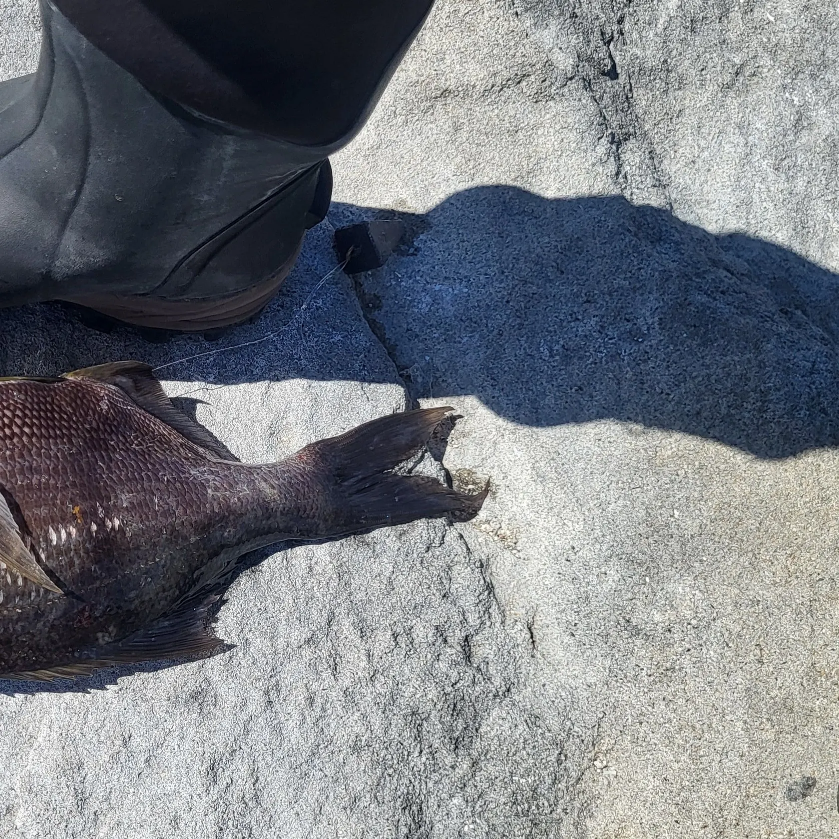 The most recent Rubberlip seaperch catches on Fishbrain