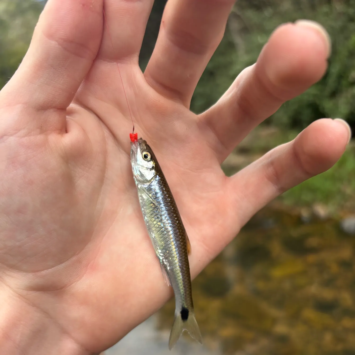 Slender blacktail shiner caught on Fishbrain