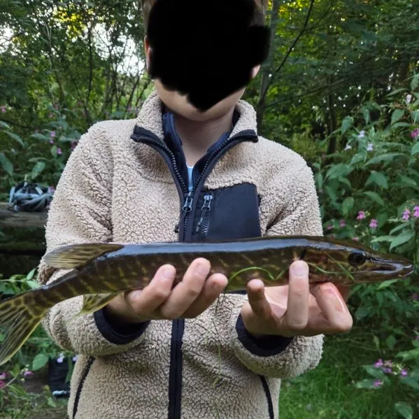 Northern pike caught on Fishbrain