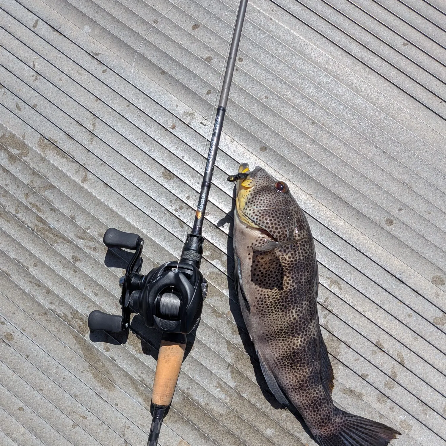 Spotted sand bass caught on Fishbrain