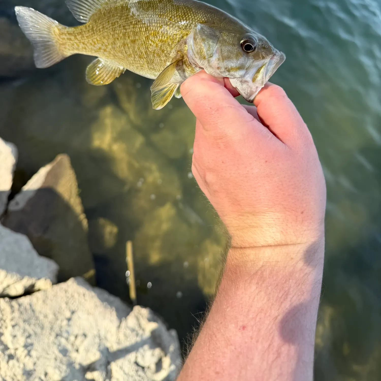Smallmouth bass caught on Fishbrain