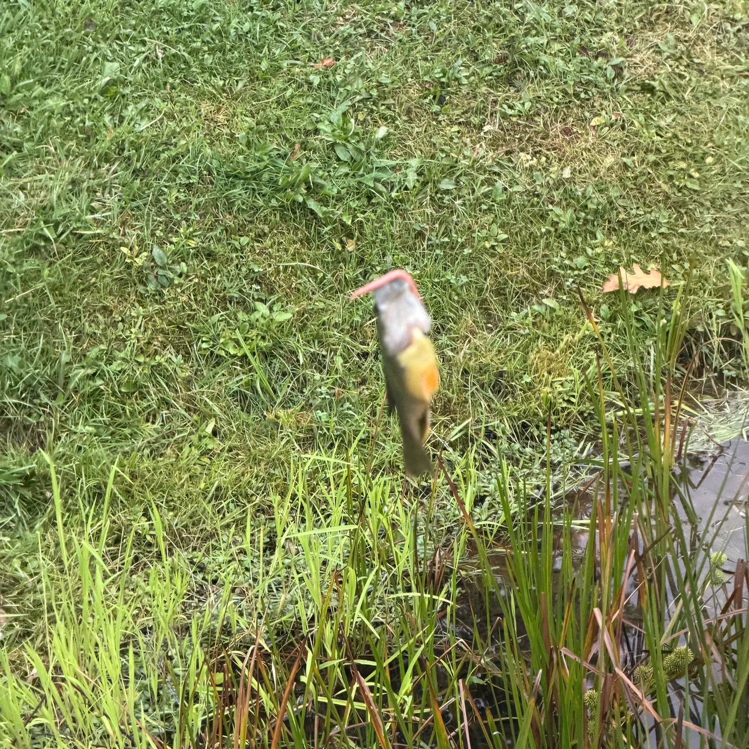 Fish caught on Fishbrain