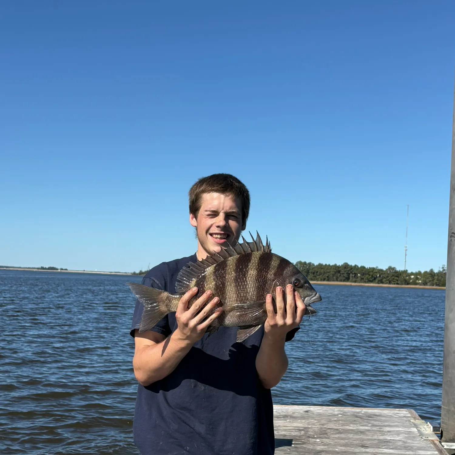 Sheepshead caught on Fishbrain