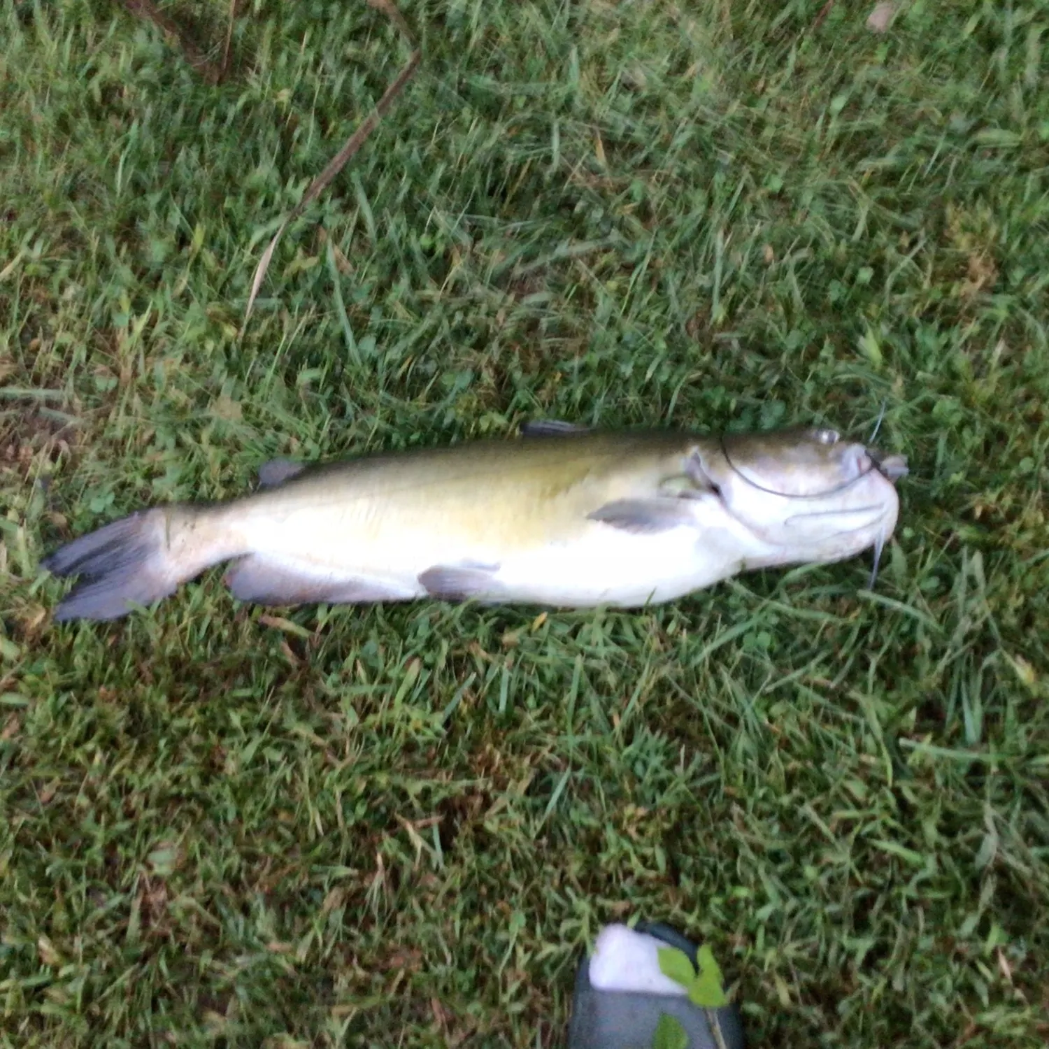 Channel catfish caught on Fishbrain
