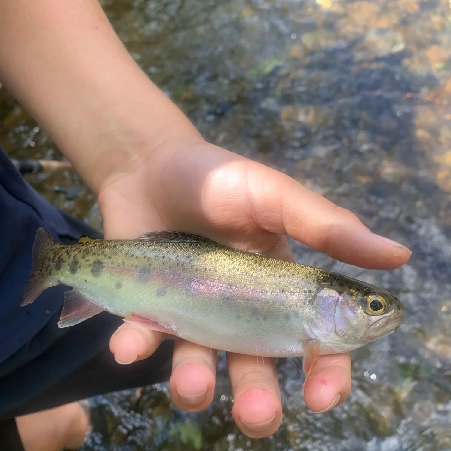 Rainbow trout caught on Fishbrain