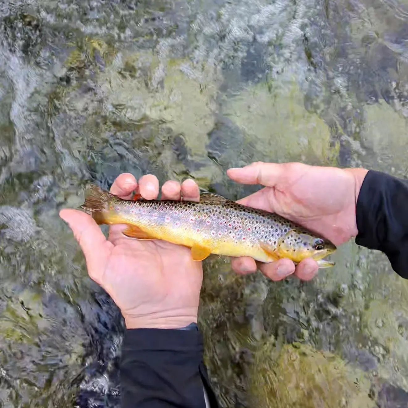 Brown trout caught on Fishbrain