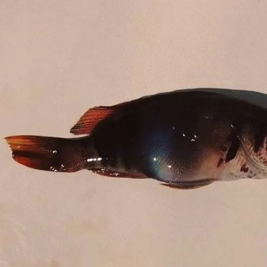 Painted comber caught on Fishbrain