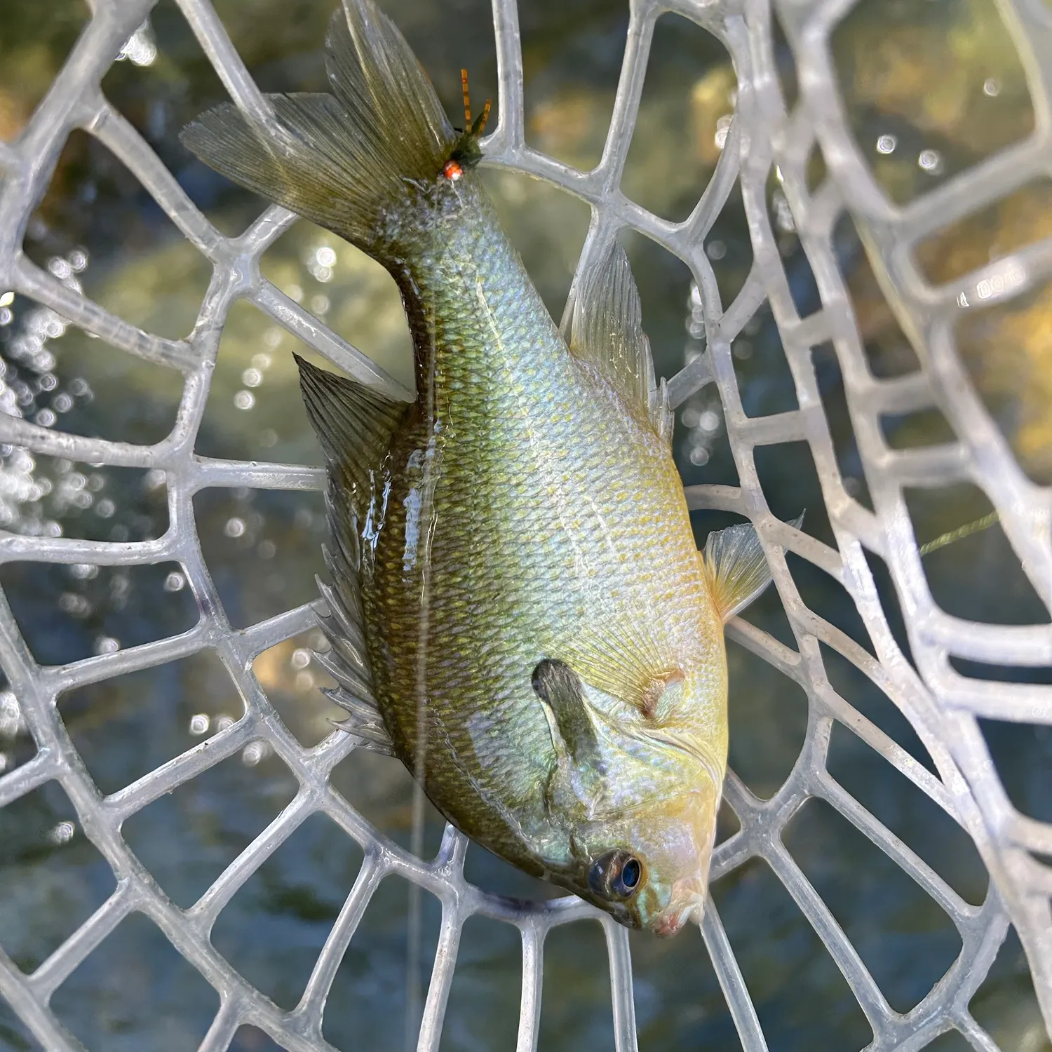 Redbreast sunfish caught on Fishbrain