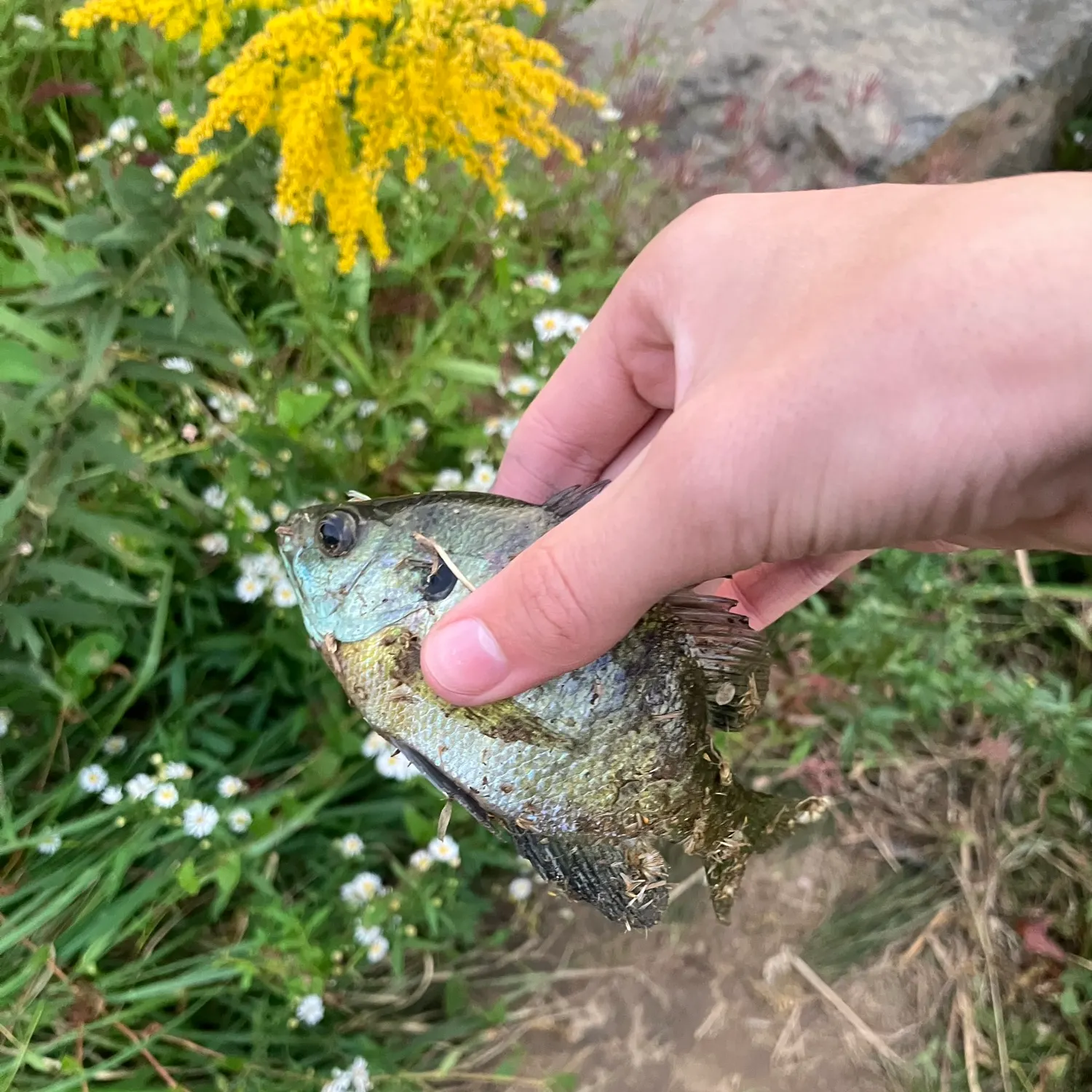 Bluegill caught on Fishbrain