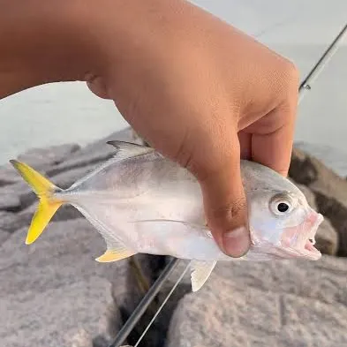 The most recent Crevalle jack catches on Fishbrain