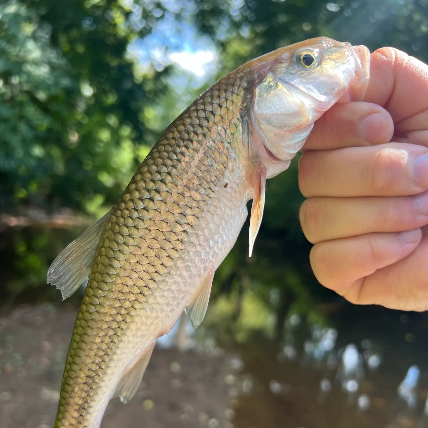 Fallfish caught on Fishbrain