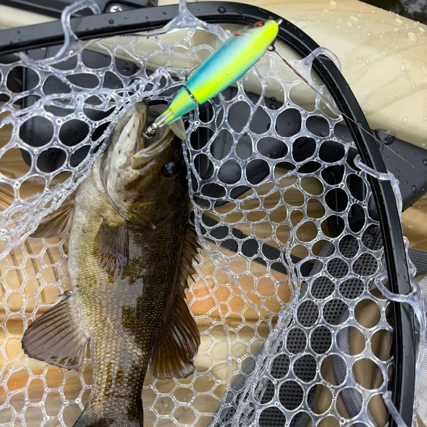 Smallmouth bass caught on Fishbrain