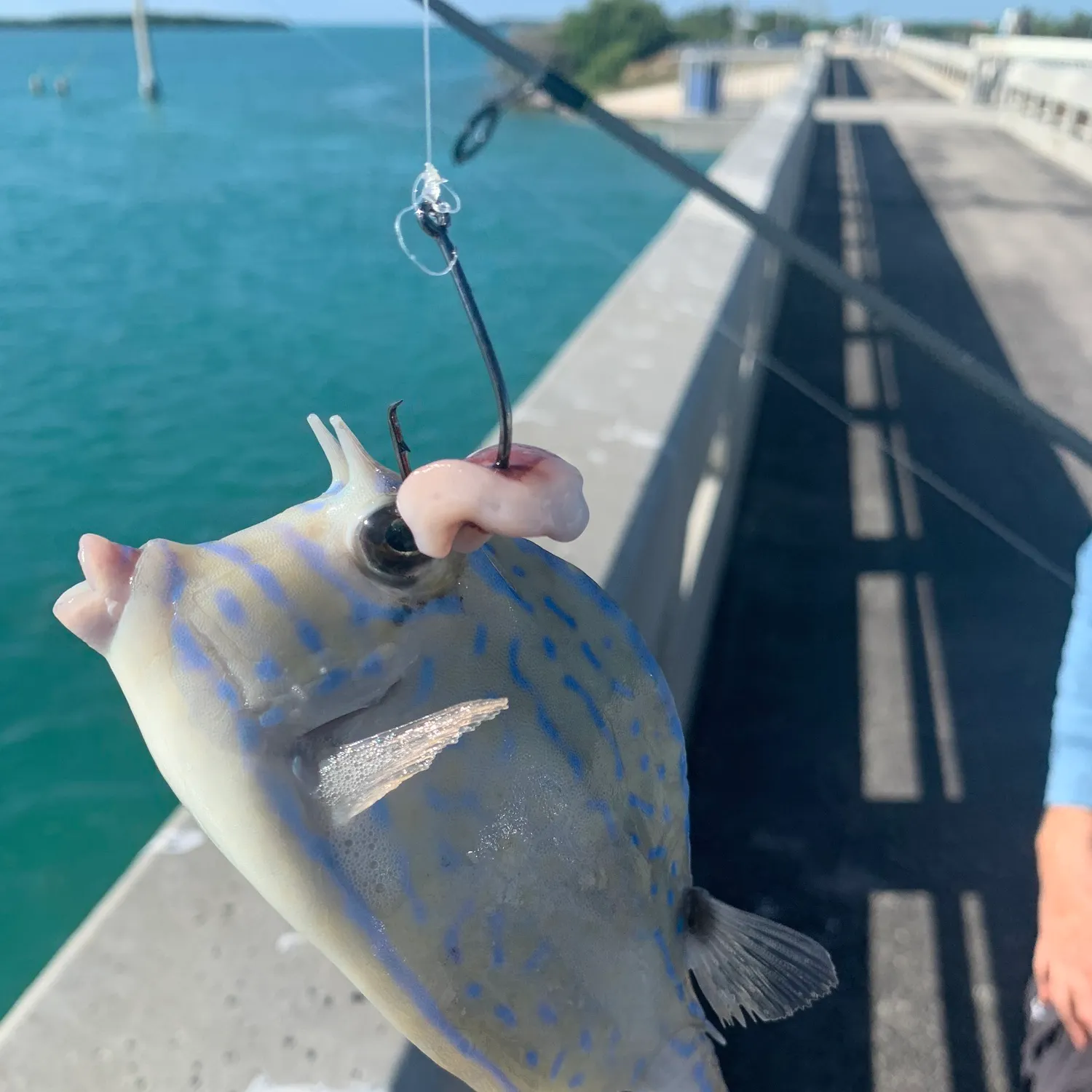 The most recent Scrawled cowfish catches on Fishbrain