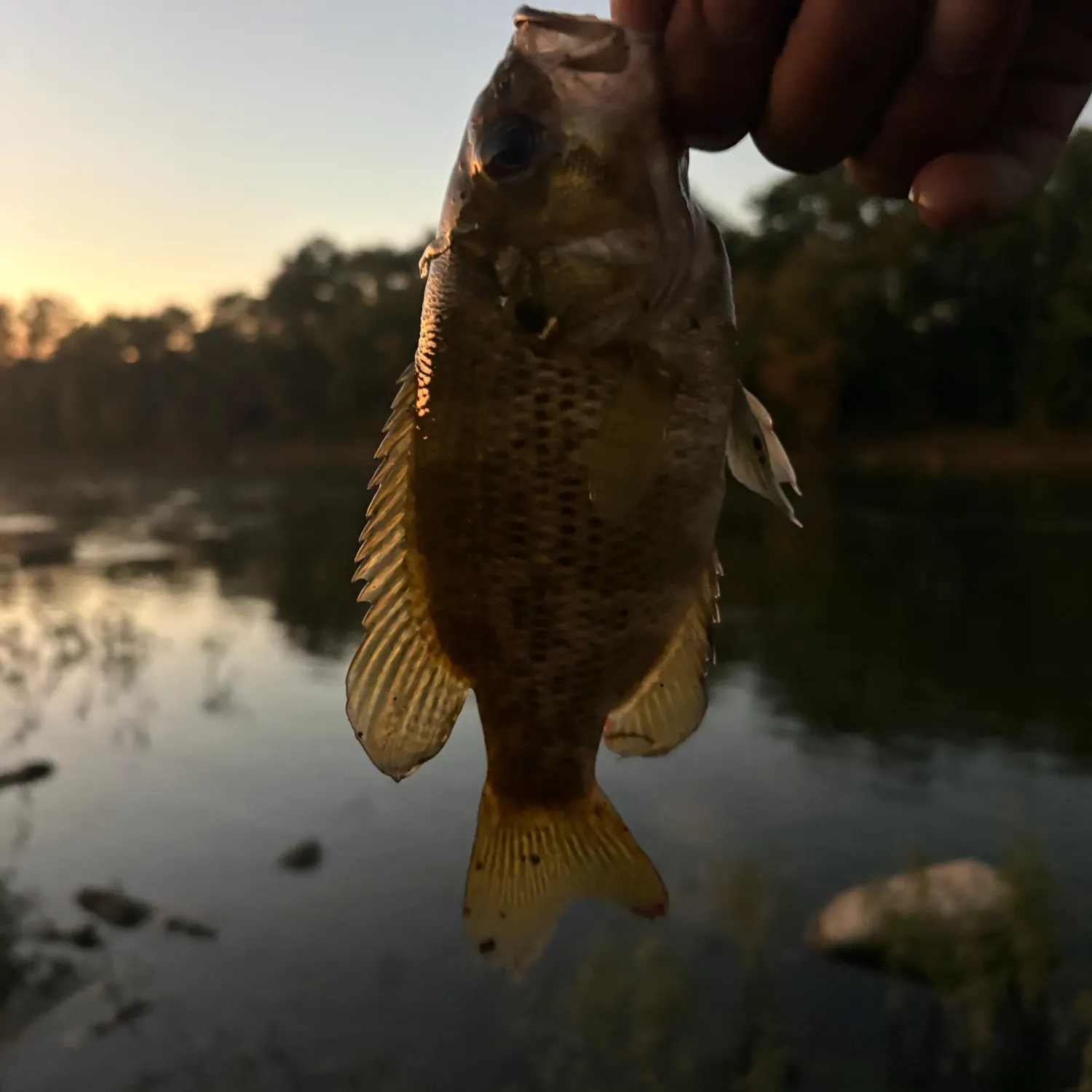 Rock bass caught on Fishbrain