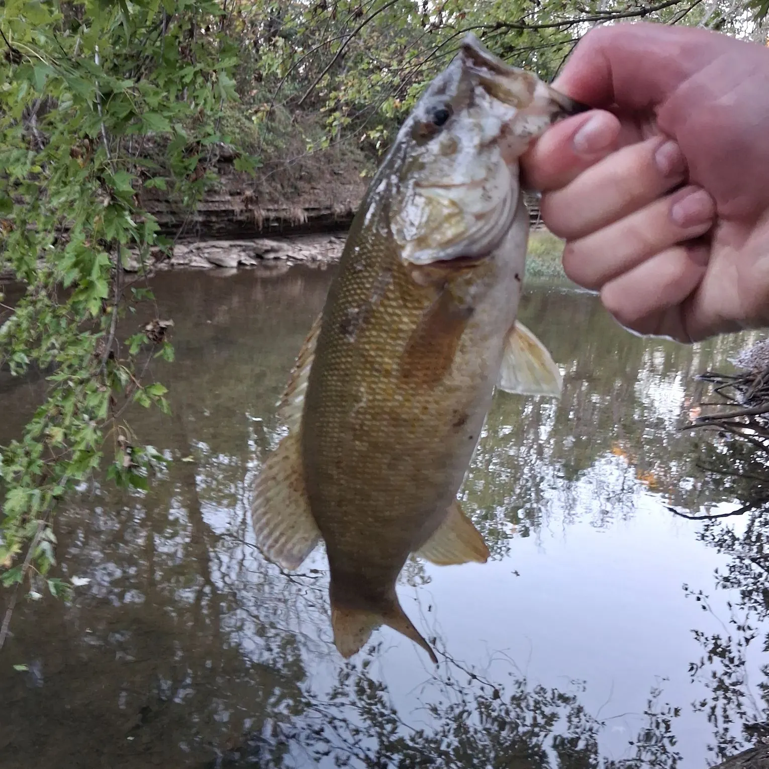 Smallmouth bass caught on Fishbrain