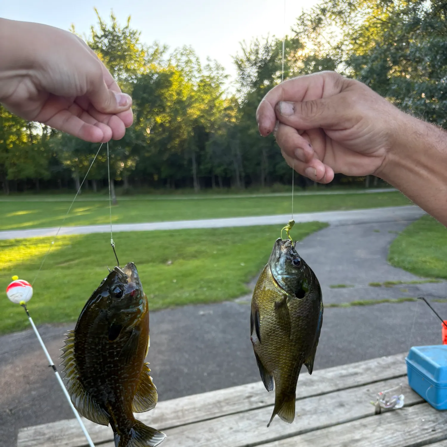 Bluegill caught on Fishbrain