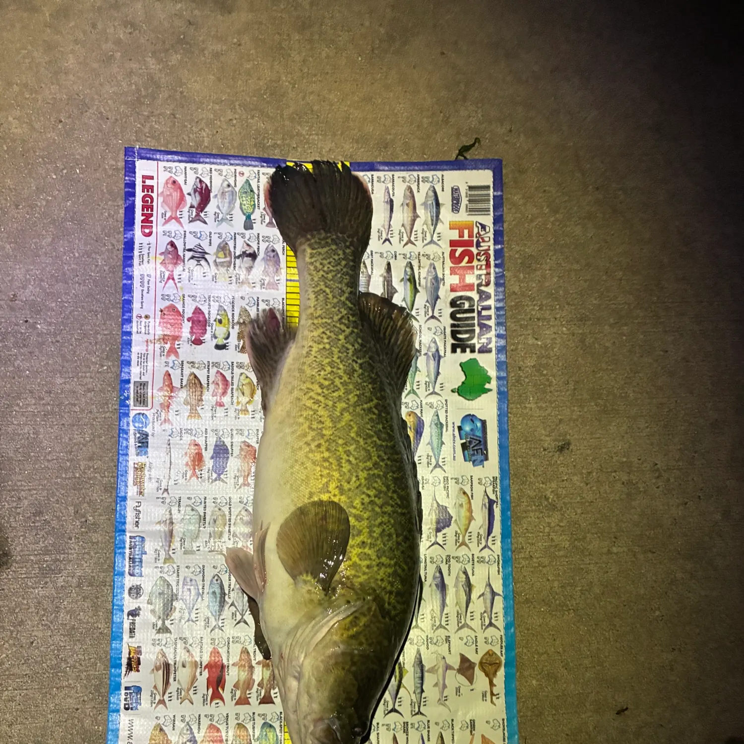 Murray cod caught on Fishbrain
