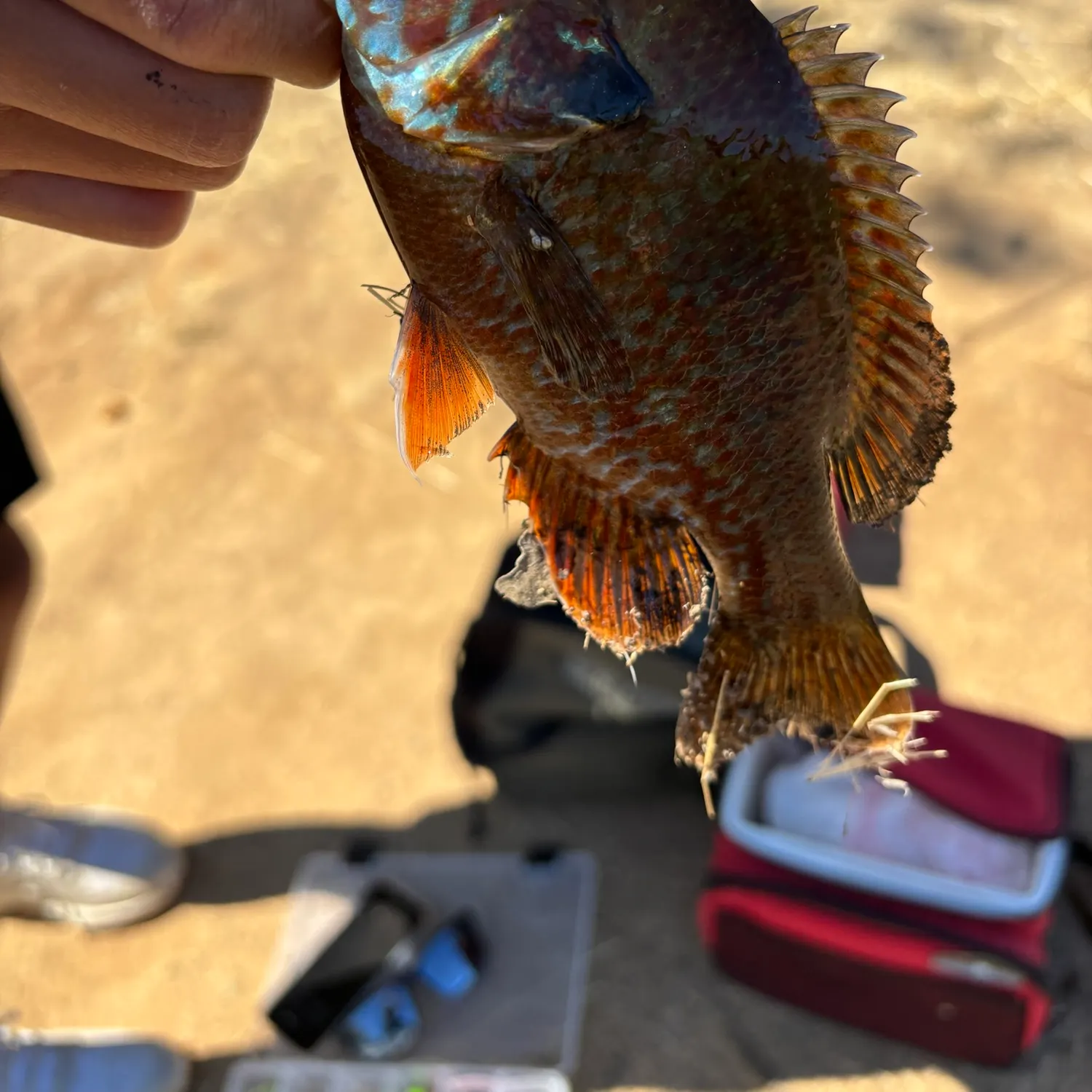 recently logged catches