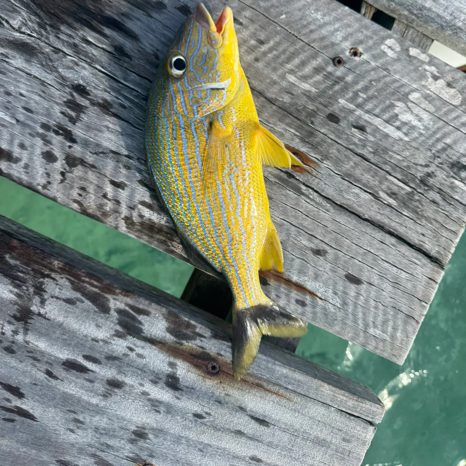 The most recent Bluestriped grunt catches on Fishbrain