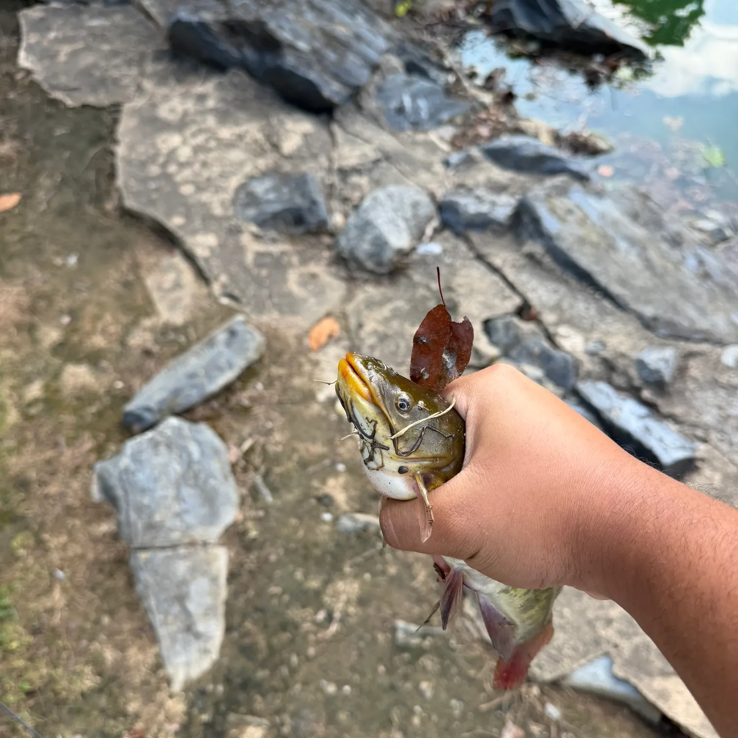 Yellow bullhead caught on Fishbrain