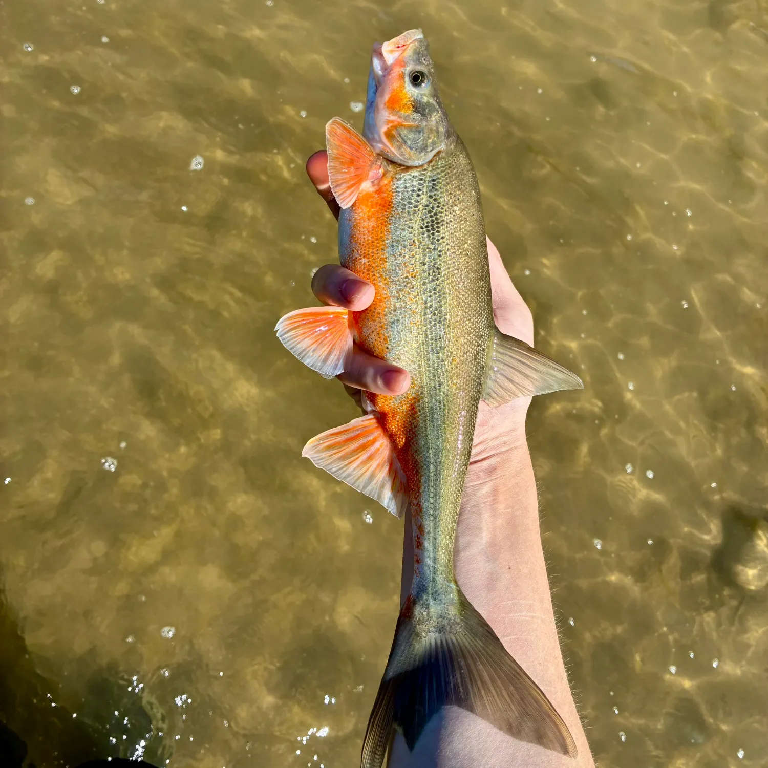 The most recent Roundtail chub catches on Fishbrain