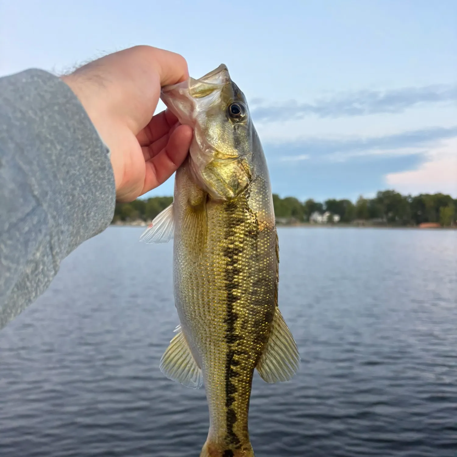 Spotted bass caught on Fishbrain