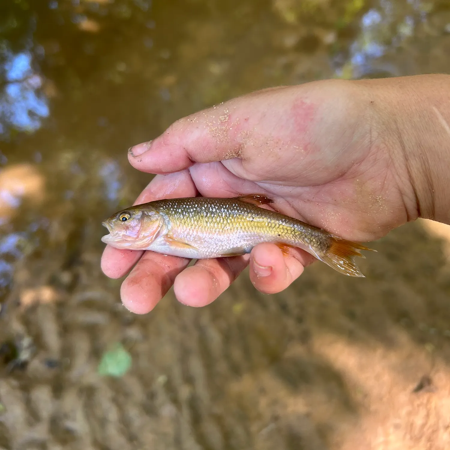 The most recent Dixie chub catches on Fishbrain