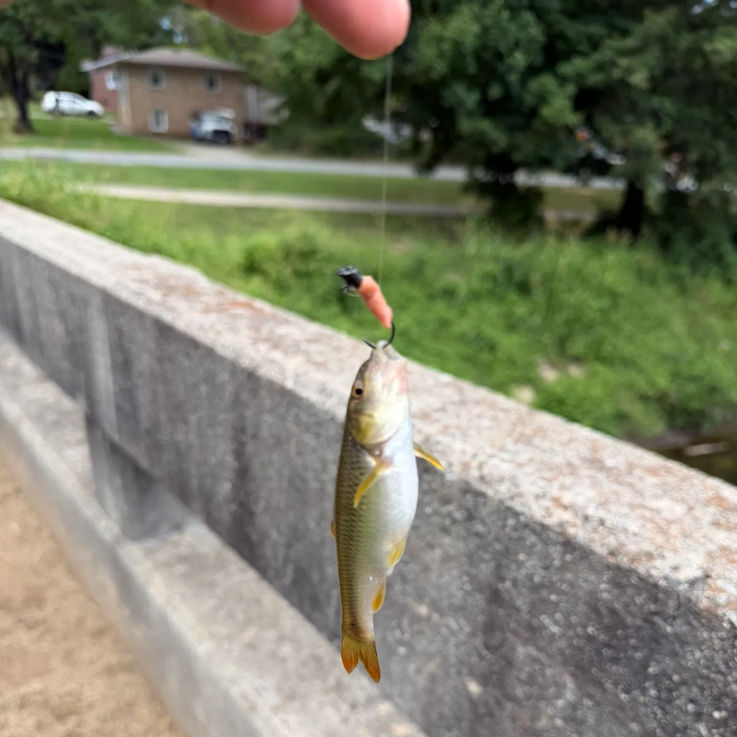 The most recent Bluehead chub catches on Fishbrain
