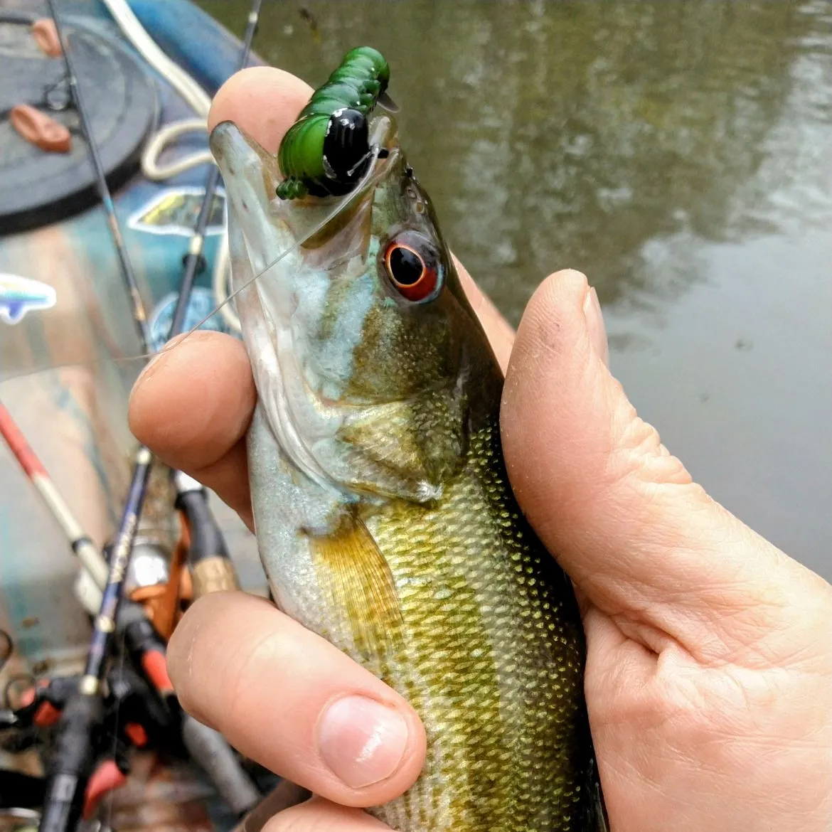The most recent Redeye bass catches on Fishbrain