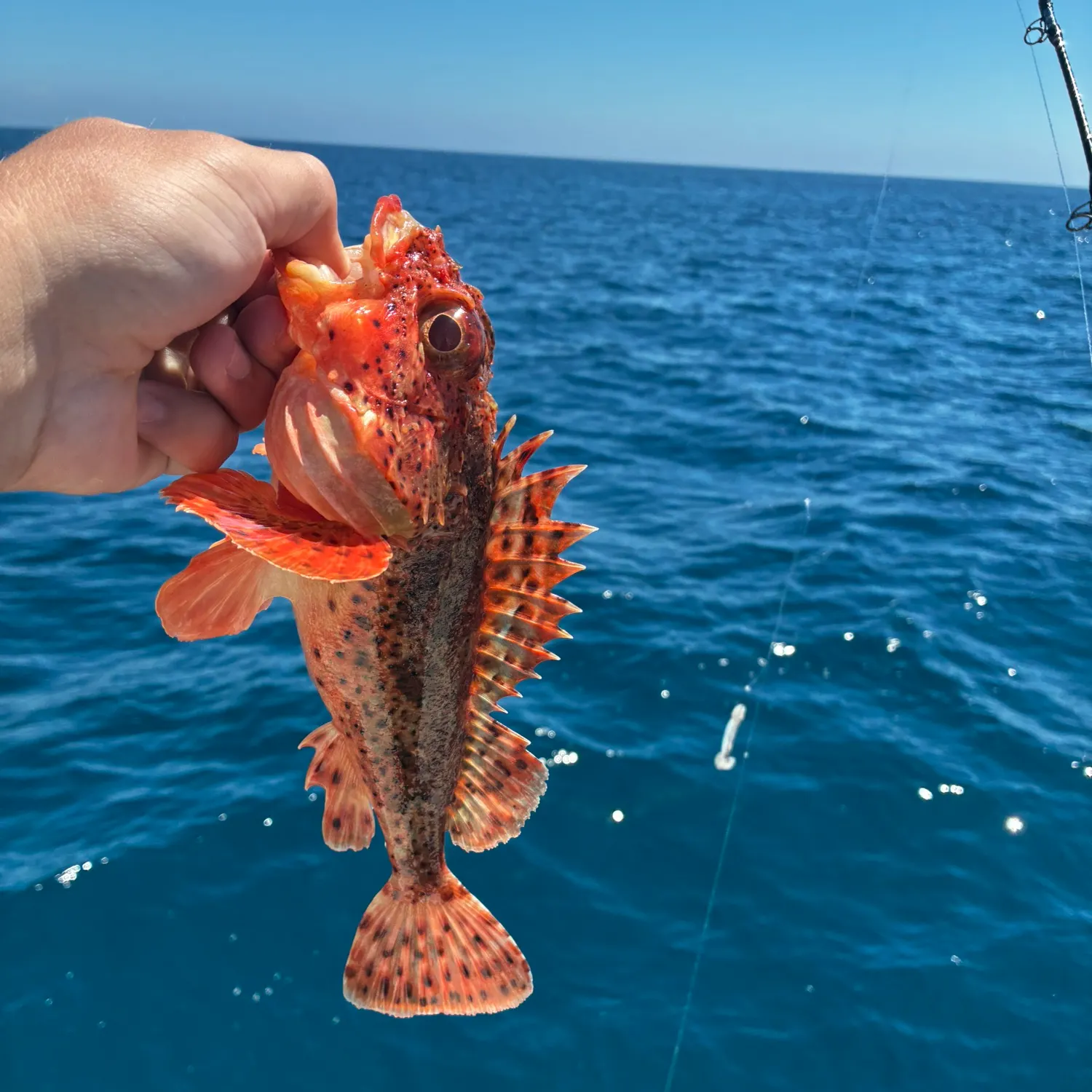 California scorpionfish caught on Fishbrain