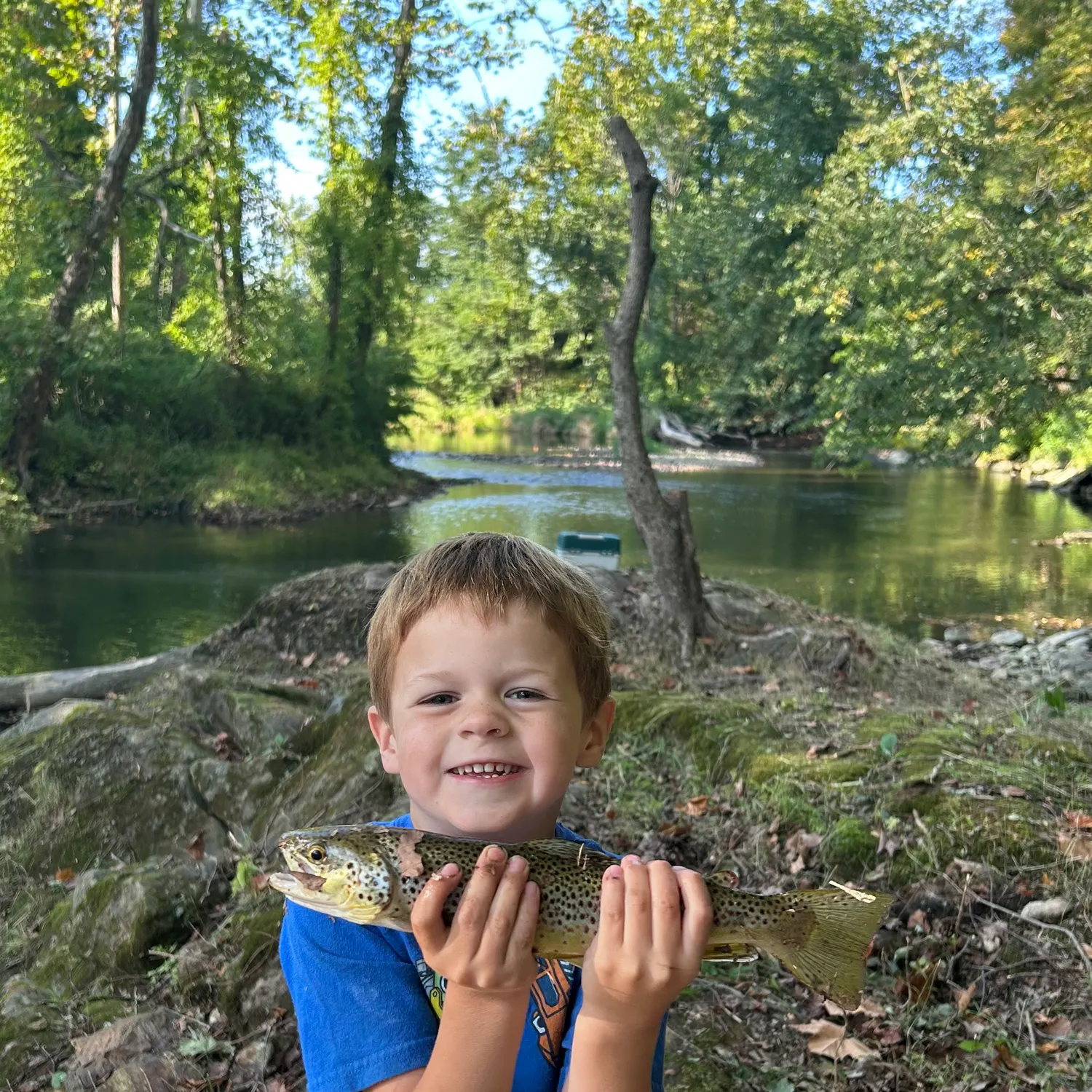 Brown trout caught on Fishbrain