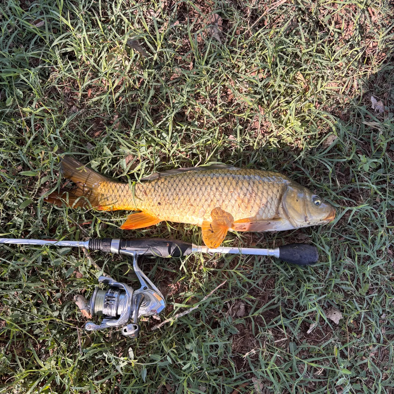 Common carp caught on Fishbrain