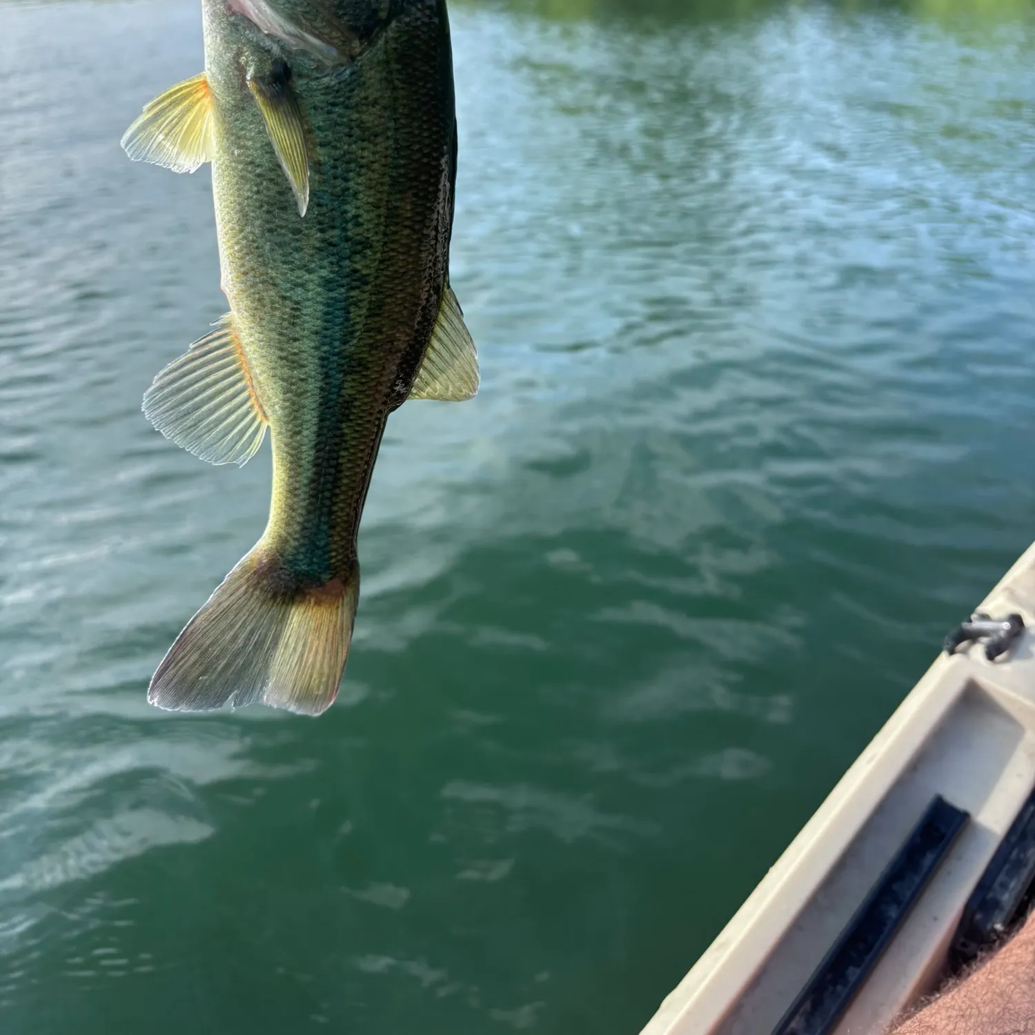 Largemouth bass caught on Fishbrain