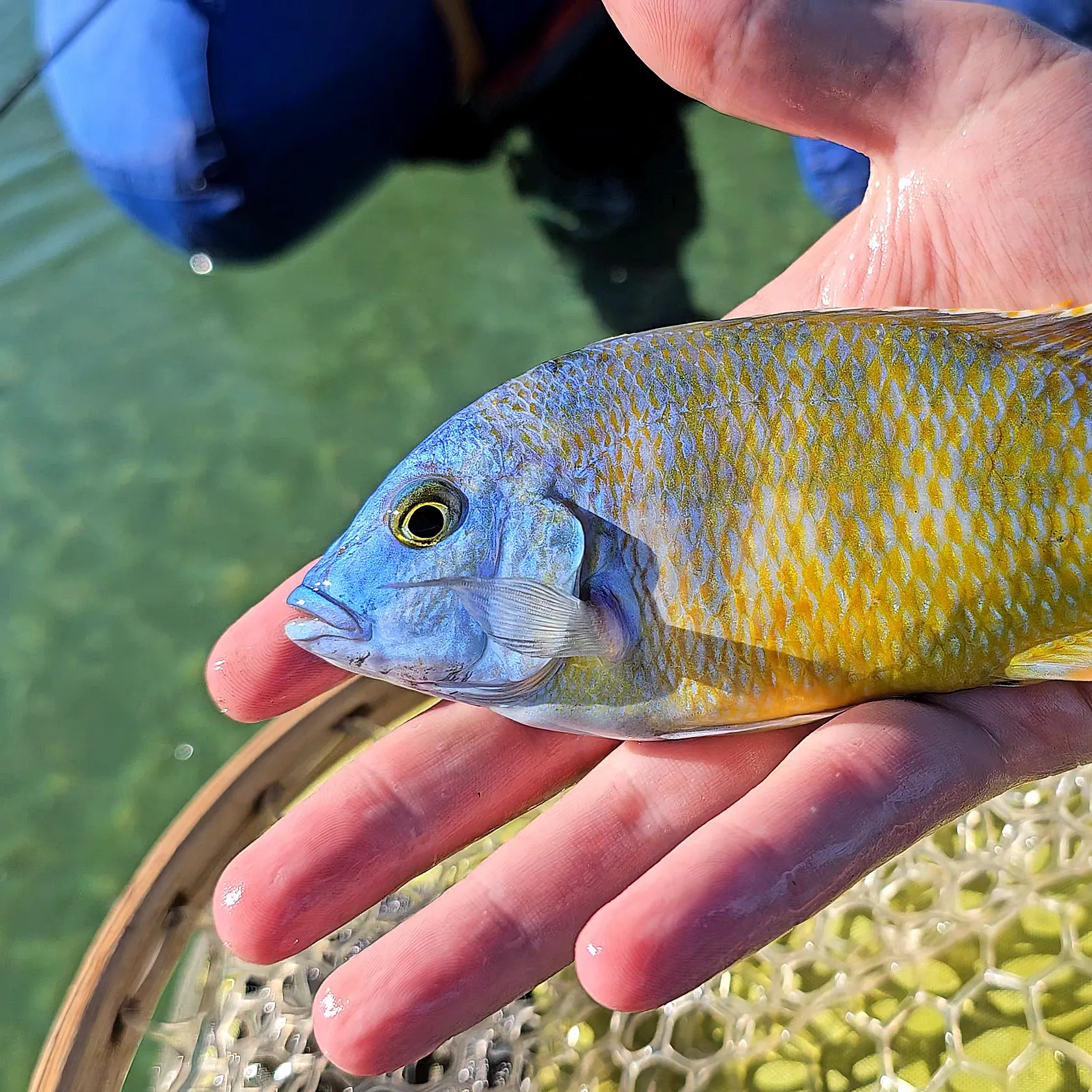 The most recent Giraffe cichlid catches on Fishbrain