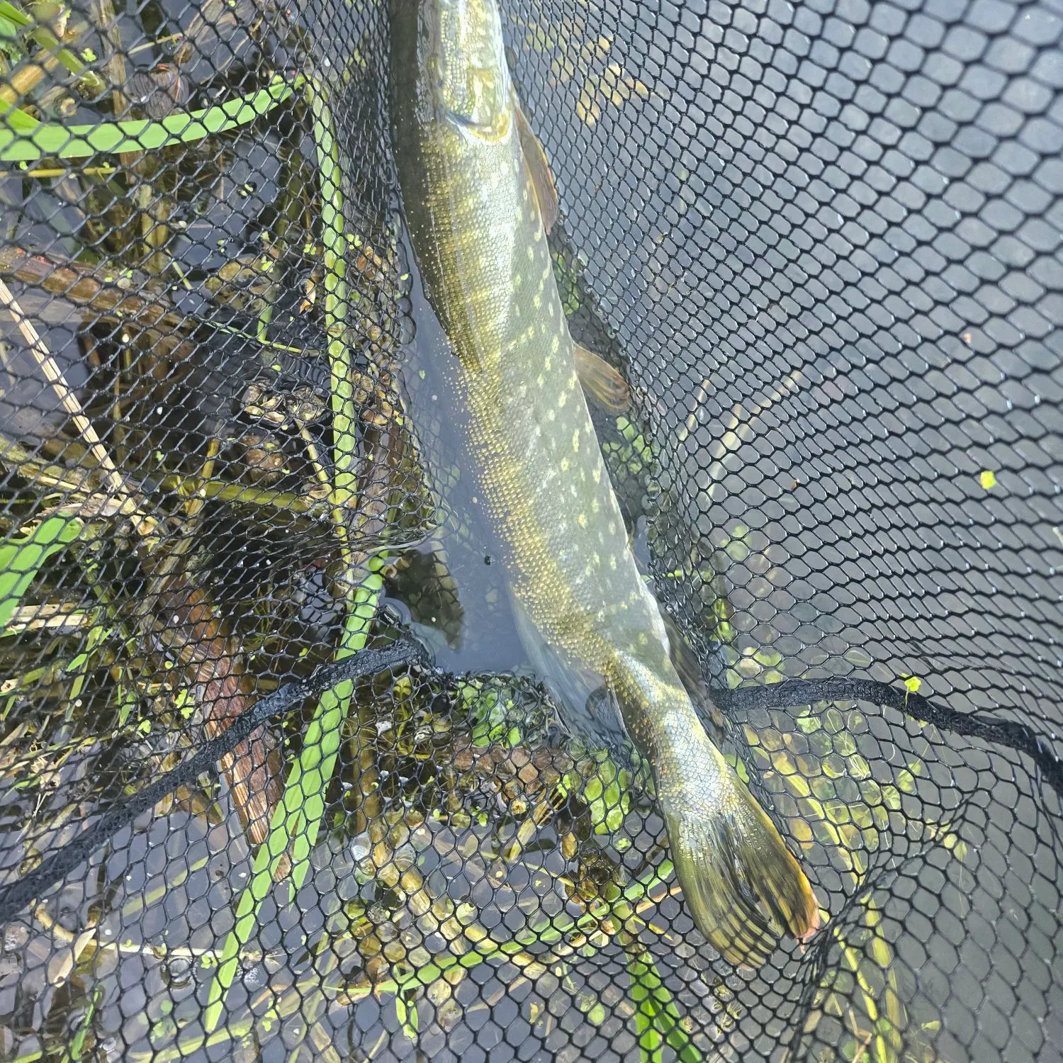Northern pike caught on Fishbrain