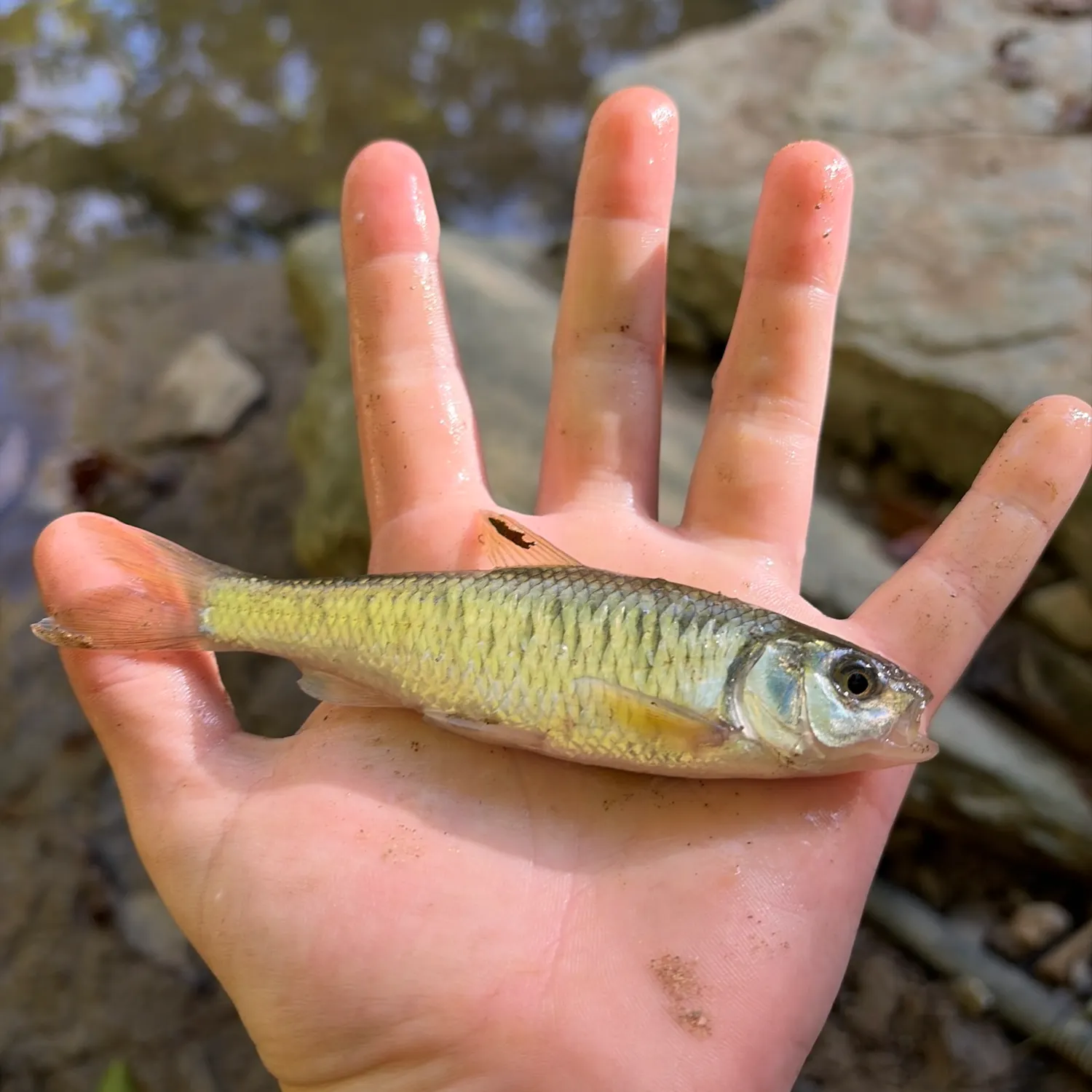 Striped shiner caught on Fishbrain