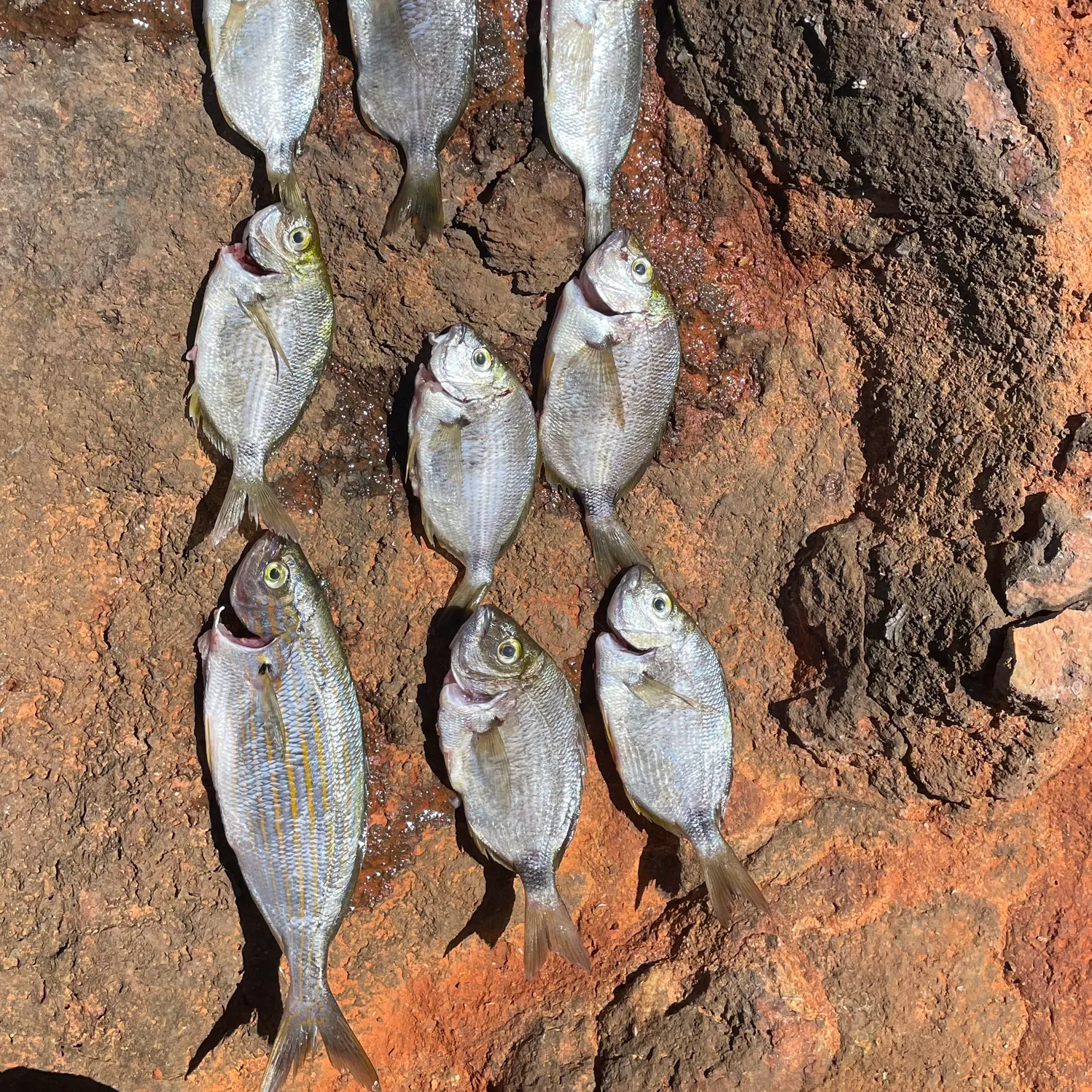 The most recent Cape white seabream catches on Fishbrain