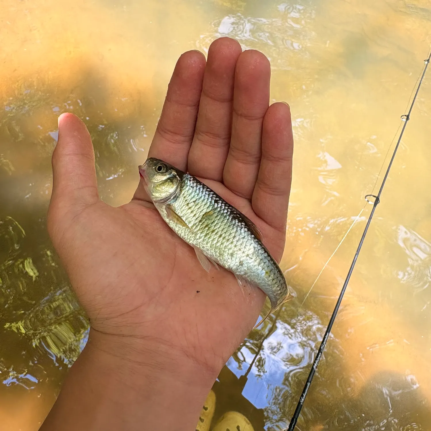 The most recent Striped shiner catches on Fishbrain