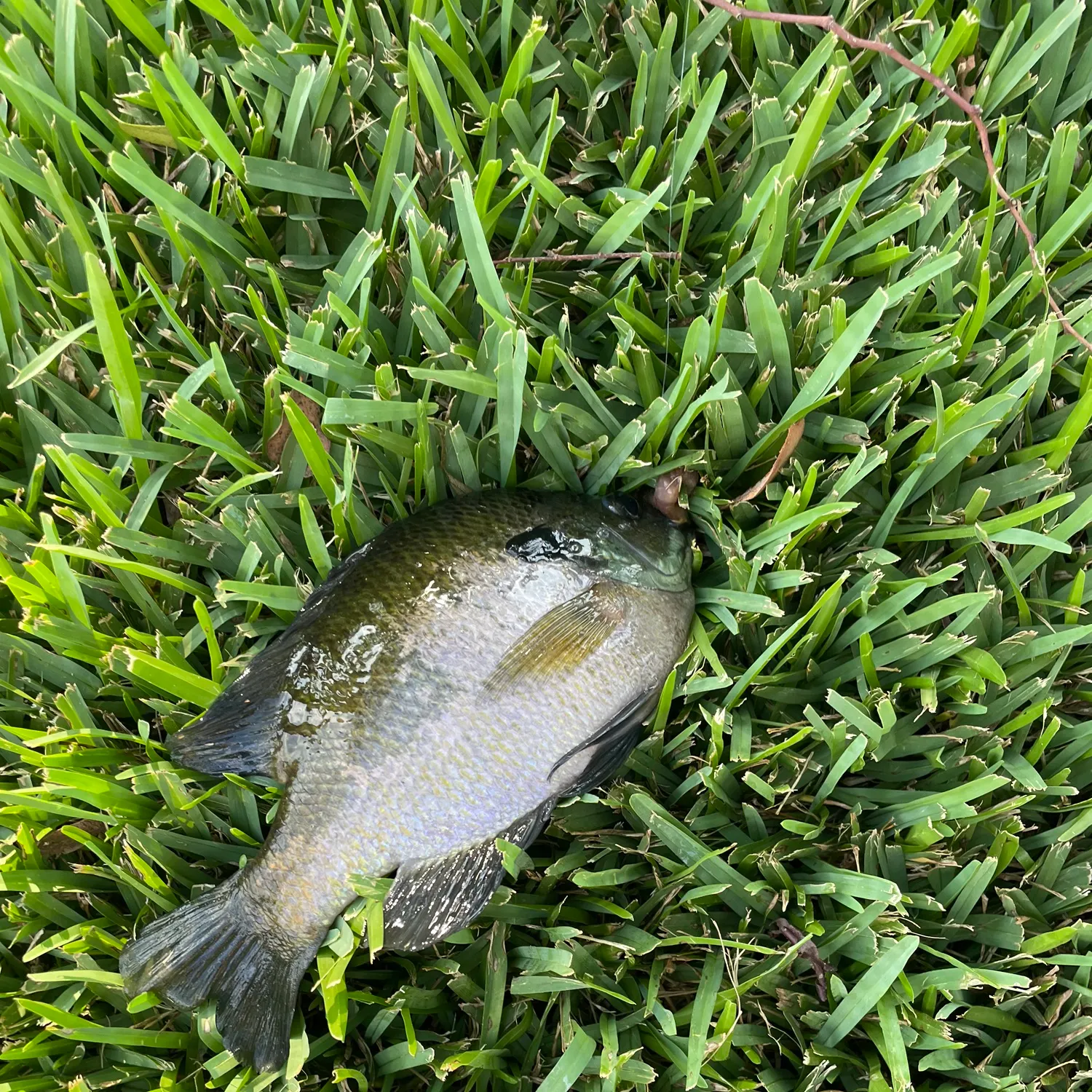 Bluegill caught on Fishbrain