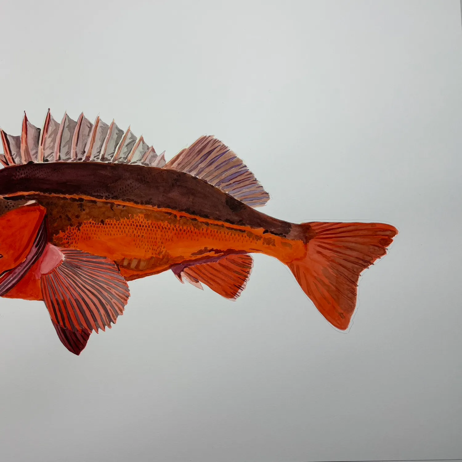 The most popular recent Mexican rockfish catch on Fishbrain