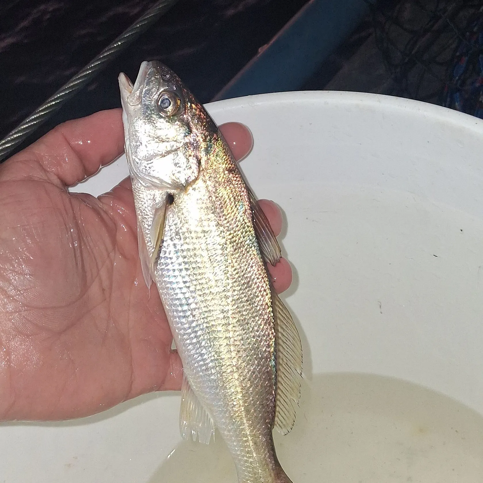 The most recent White croaker catches on Fishbrain