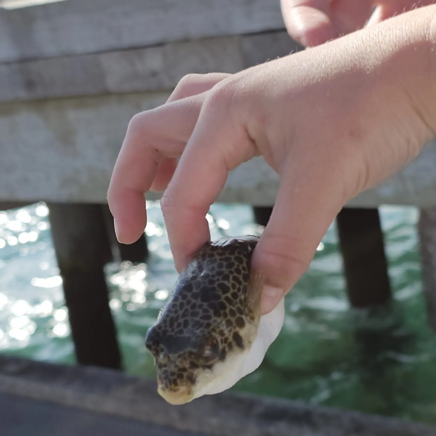 The most recent Smooth toadfish catches on Fishbrain